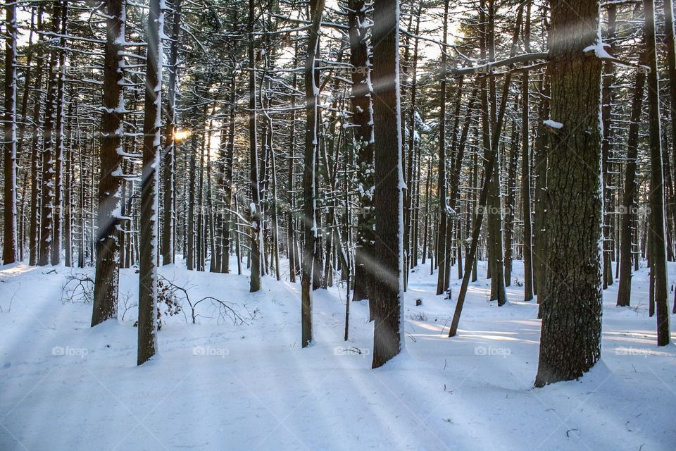 Wintery forest scene