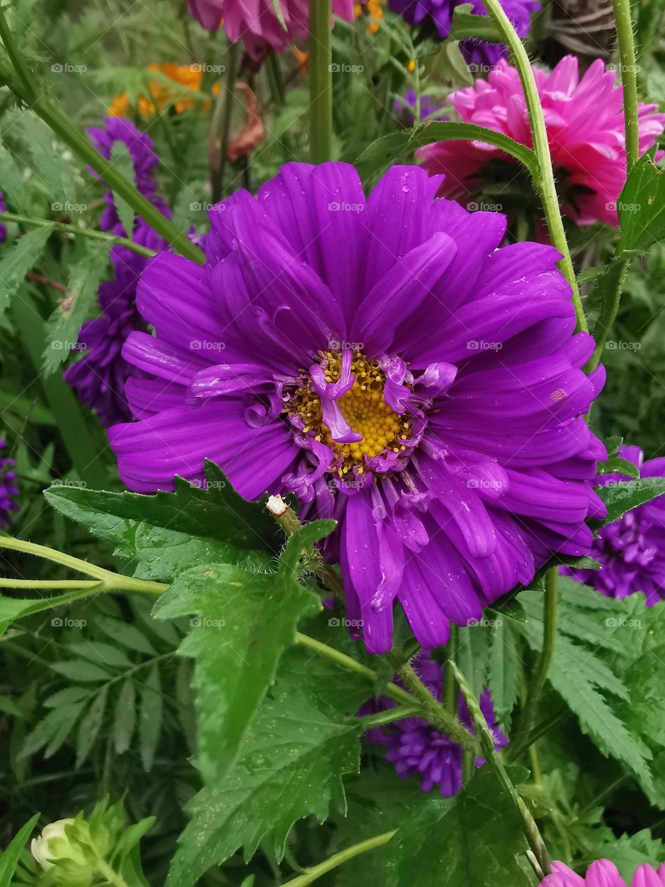 A Beautiful Flower of Summer