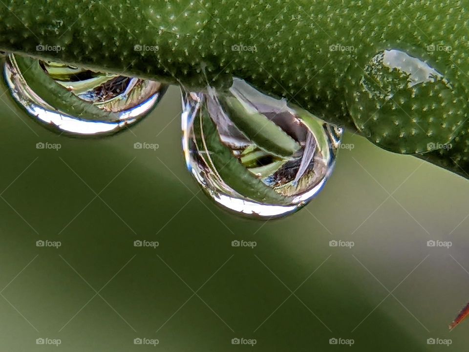 dew on the dragon fruit tree