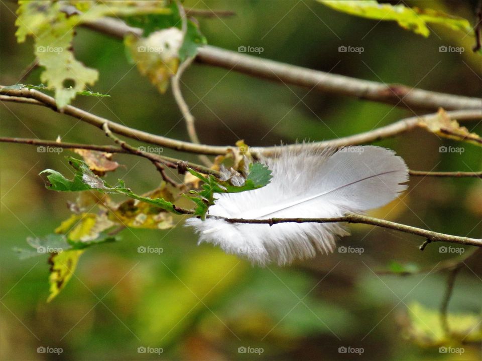 Feather