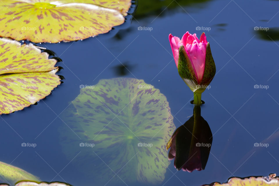Lily reflection 