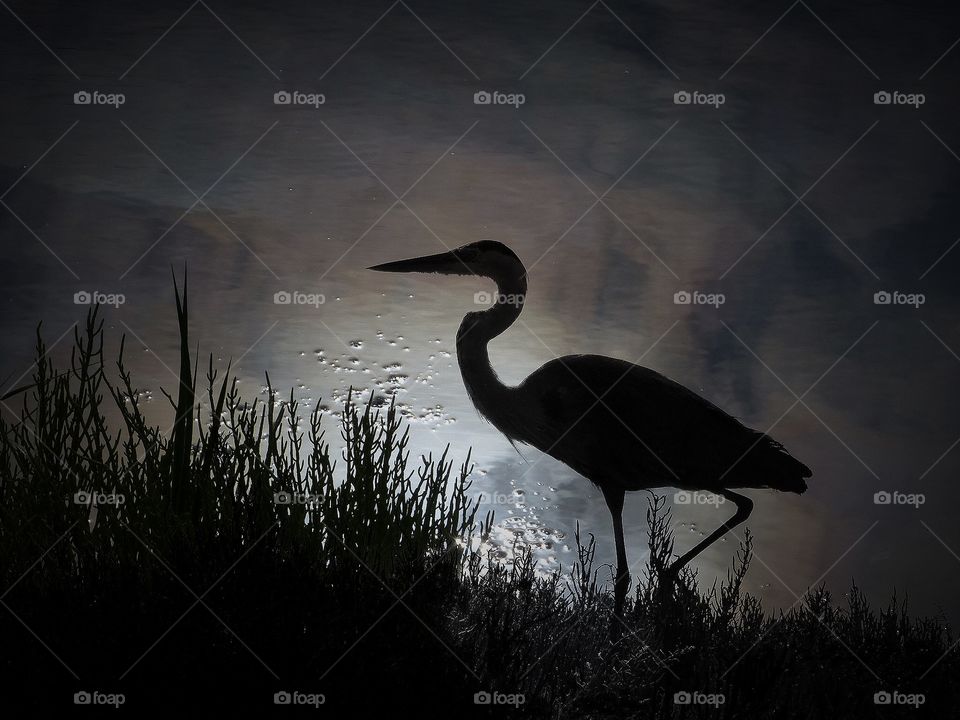 Dramatic silhouette of heron 