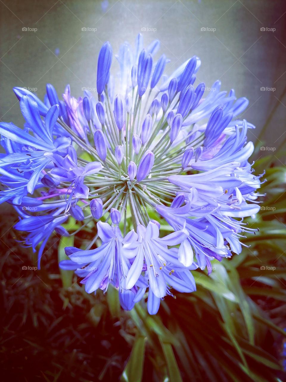 Upload your photo of the week: purple flower