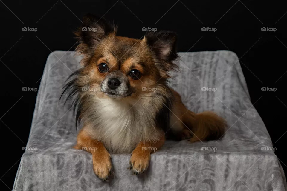 cute dog with smart looks