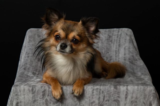 cute dog with smart looks