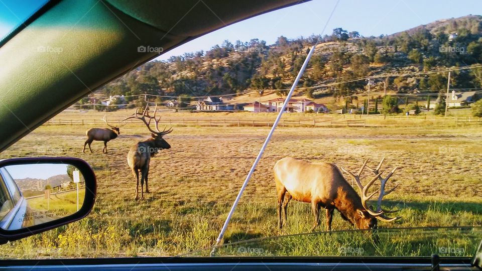 In Arms Reach from Bull Elk Grazing Peacefully 