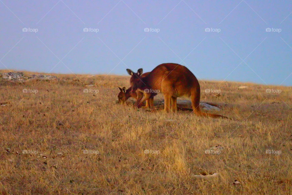 kangaroo