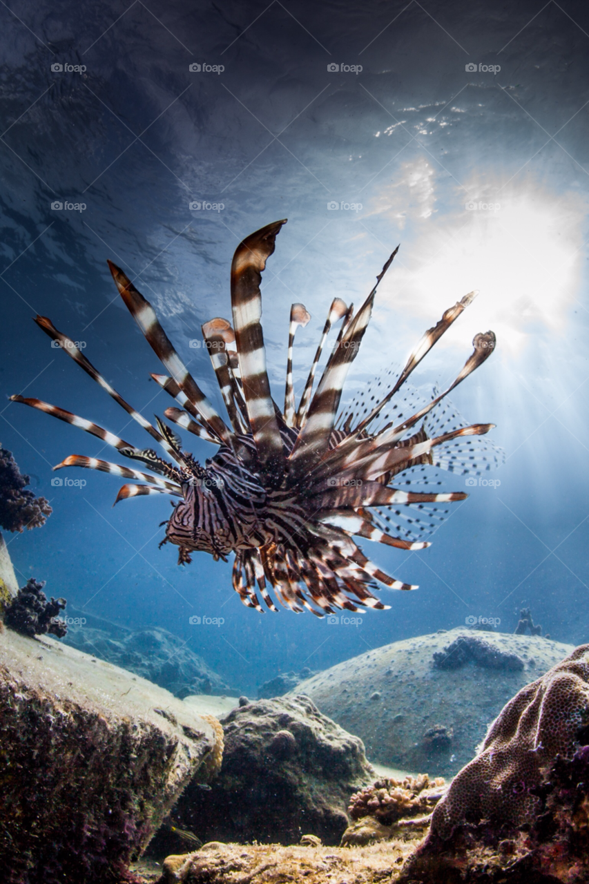 Prowling lion fish 