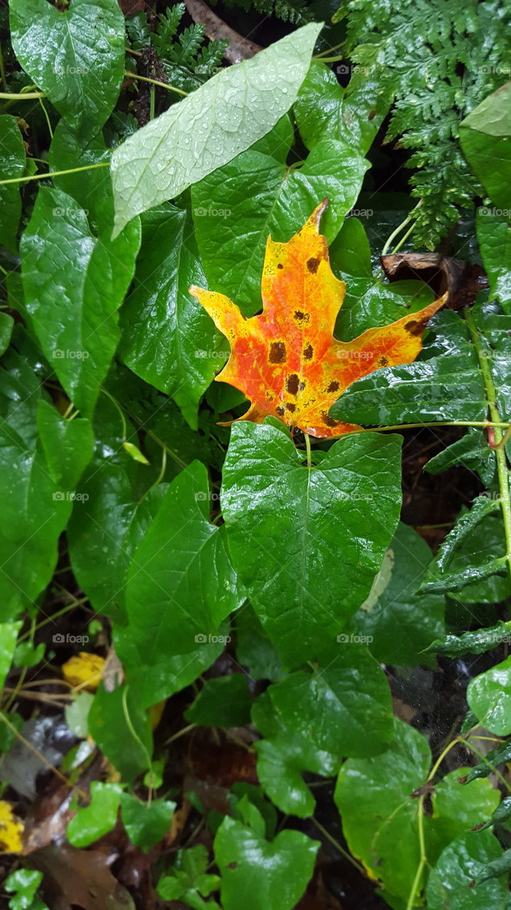 A colorful autumn leaf lays on a bed of greenery early in the fall season.