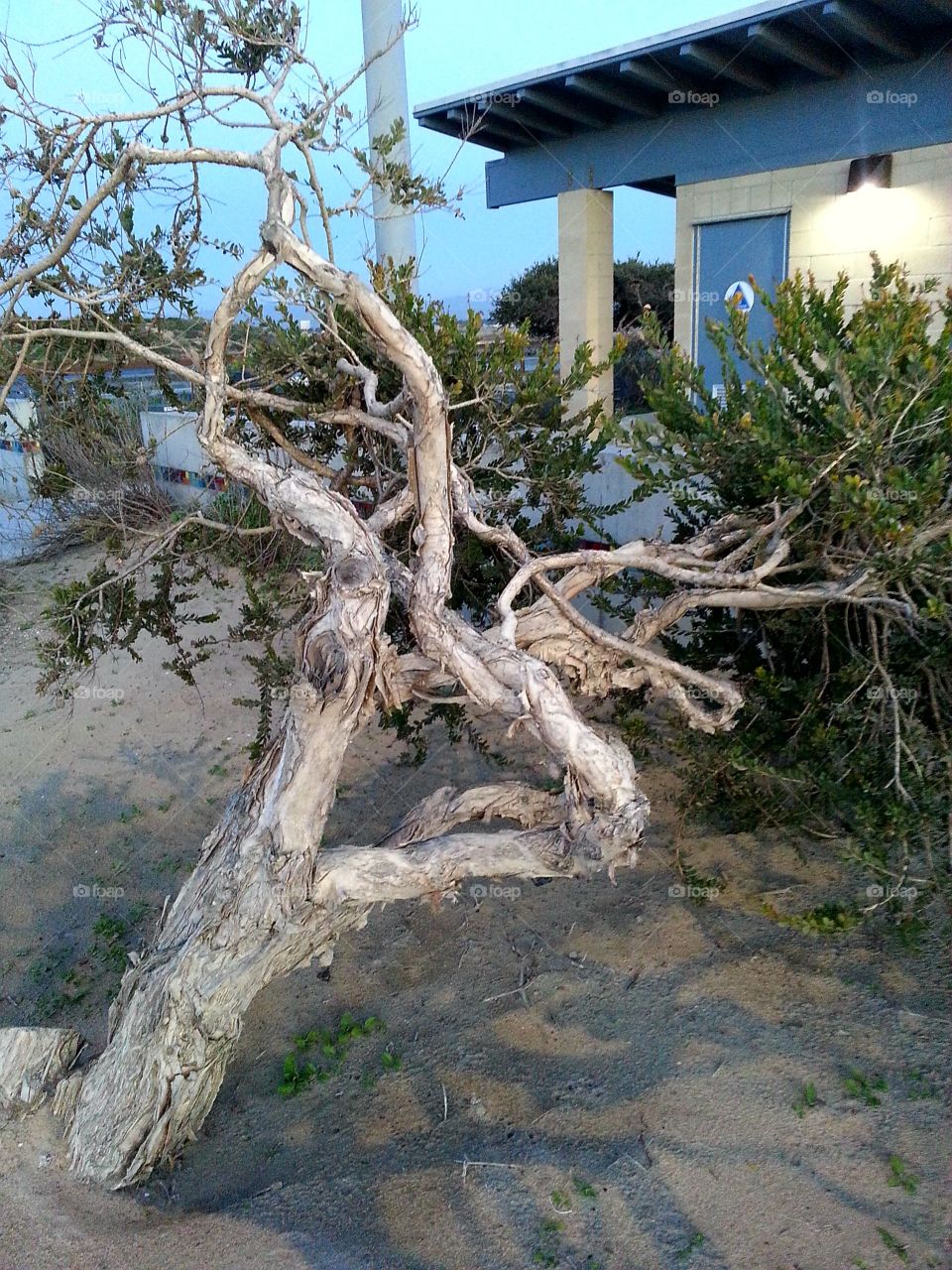 tangled tree