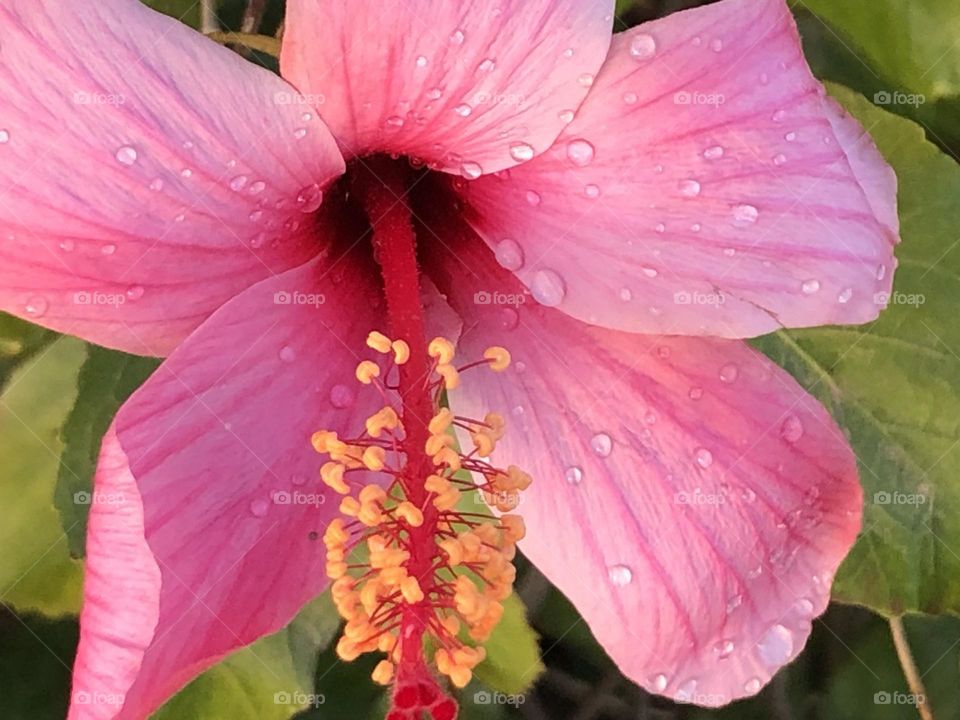 Beautiful purple flower 