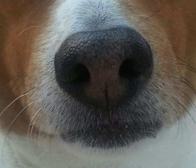 Hitch Nose