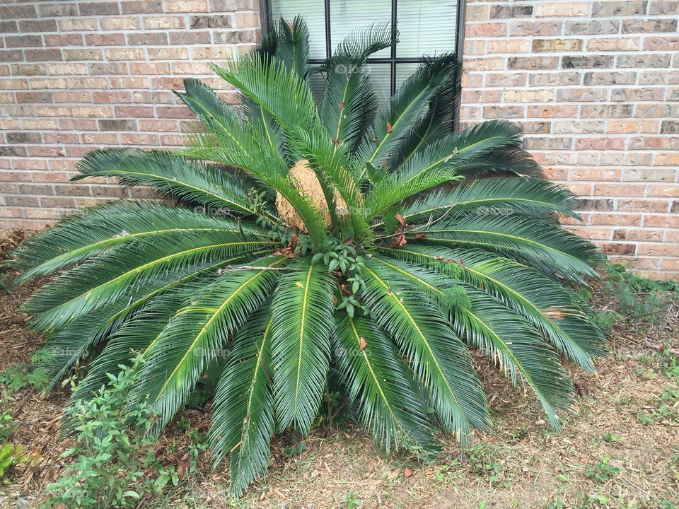 Sago palm in the front yard
