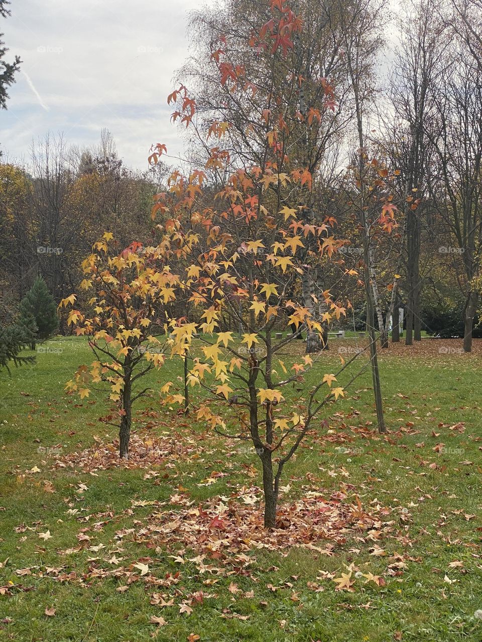 Trees in the park with colourful leaves 