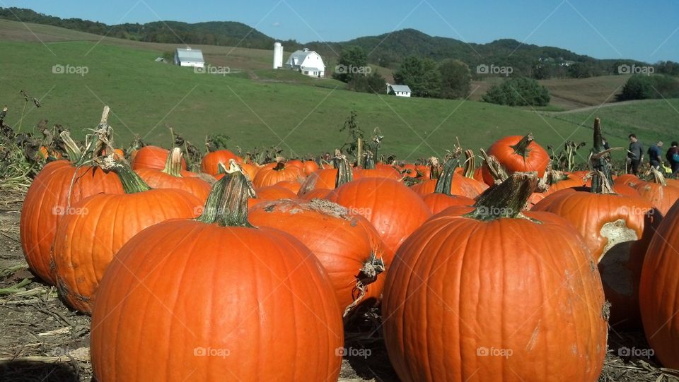 Pumpkins. visited pumpkin patch in the fall.