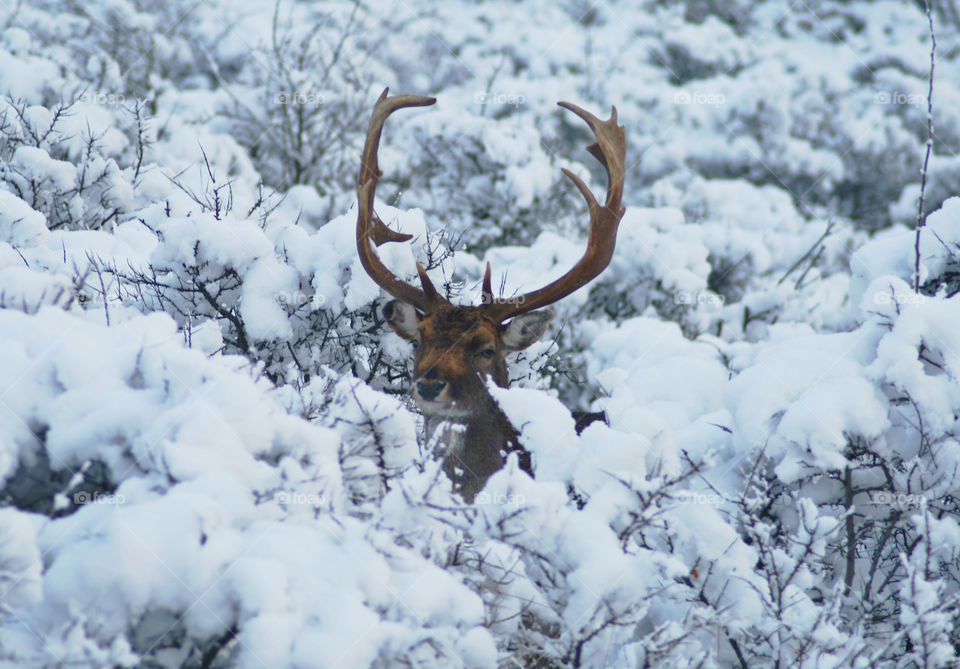 Deer in the snow