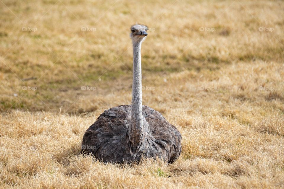 An ostrich sits in a field resting and contemplating