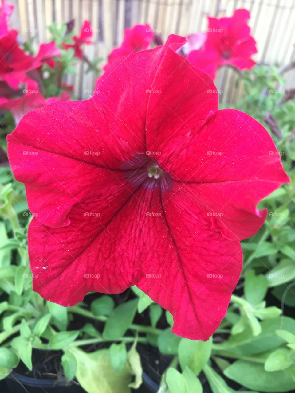 Red bloom - Petunia