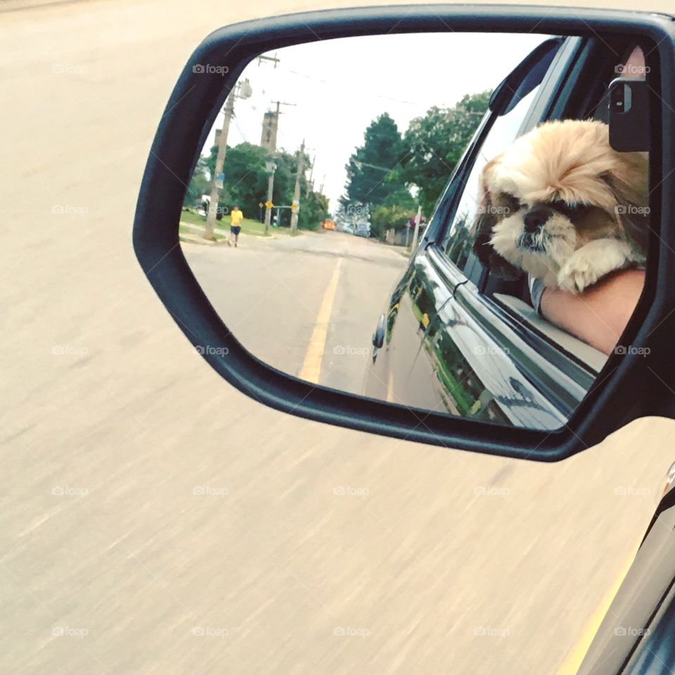 Alguém resolveu sair à rua pedir “BOM PRINCÍPIO”. 🐶 
1.Ao invés de ir a pé, foi de carro. 
2.Ao invés de moeda, quer ossinhos!
3.Ao invés de dizer “obrigado”, late AU - AU.
O que vale é o Espírito de Mudança do #AnoVelho para o #AnoNovo!
🍖 
#Feliz2018
#SejaMaisRelax
#Diversão
#Dog
#Pet