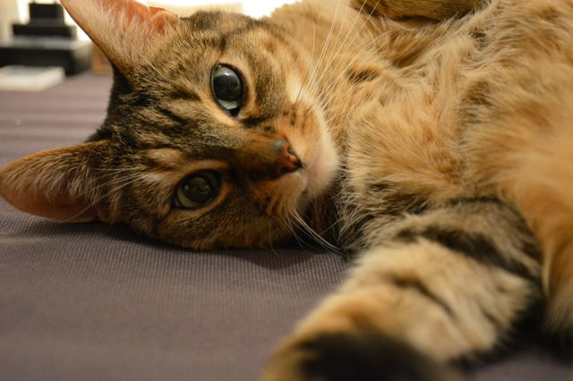 Cat lying down on side 