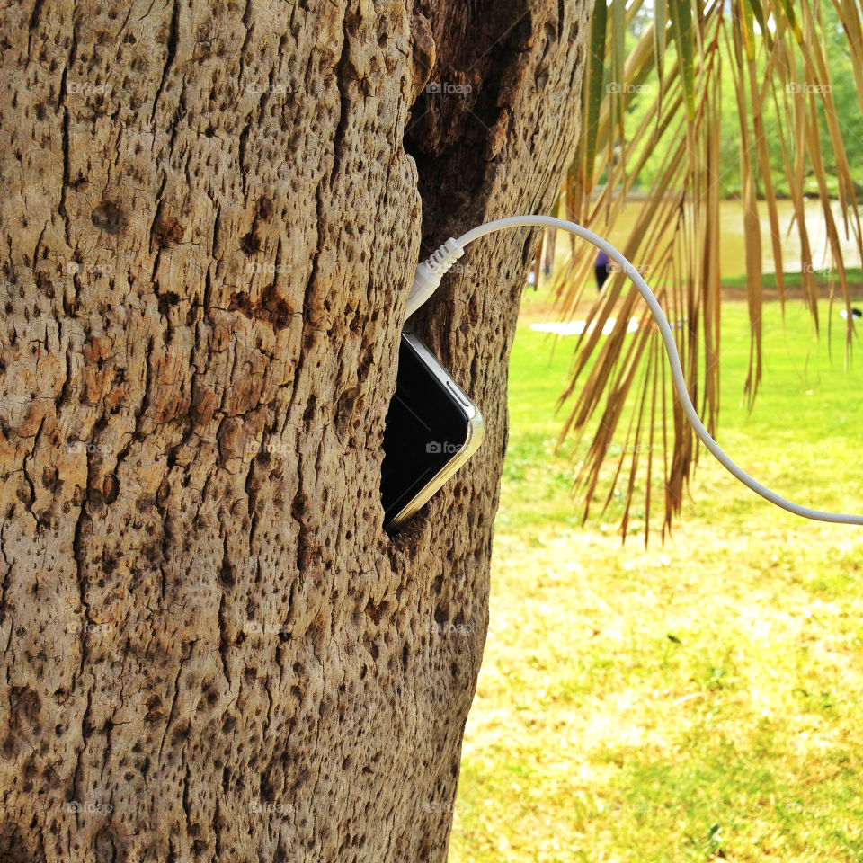 An iphone in a tree