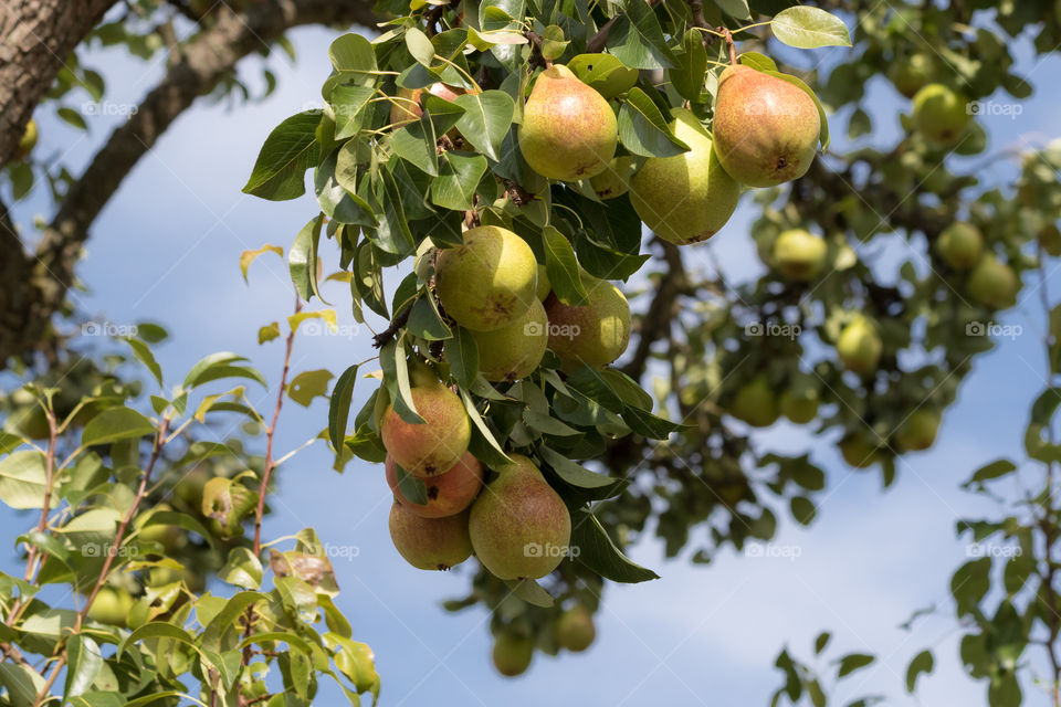 Pear tree with ripening fruit 