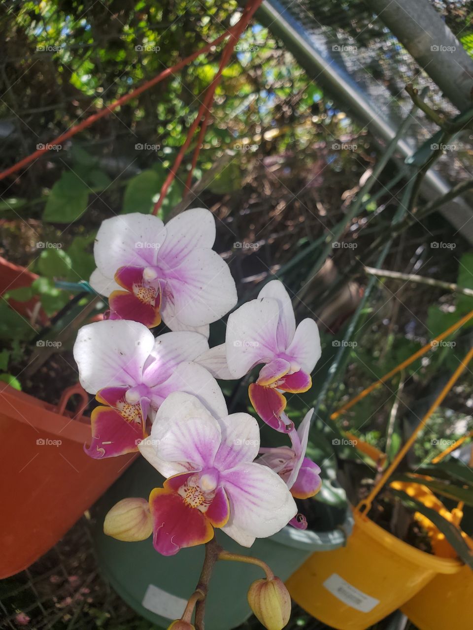 exotic orchids