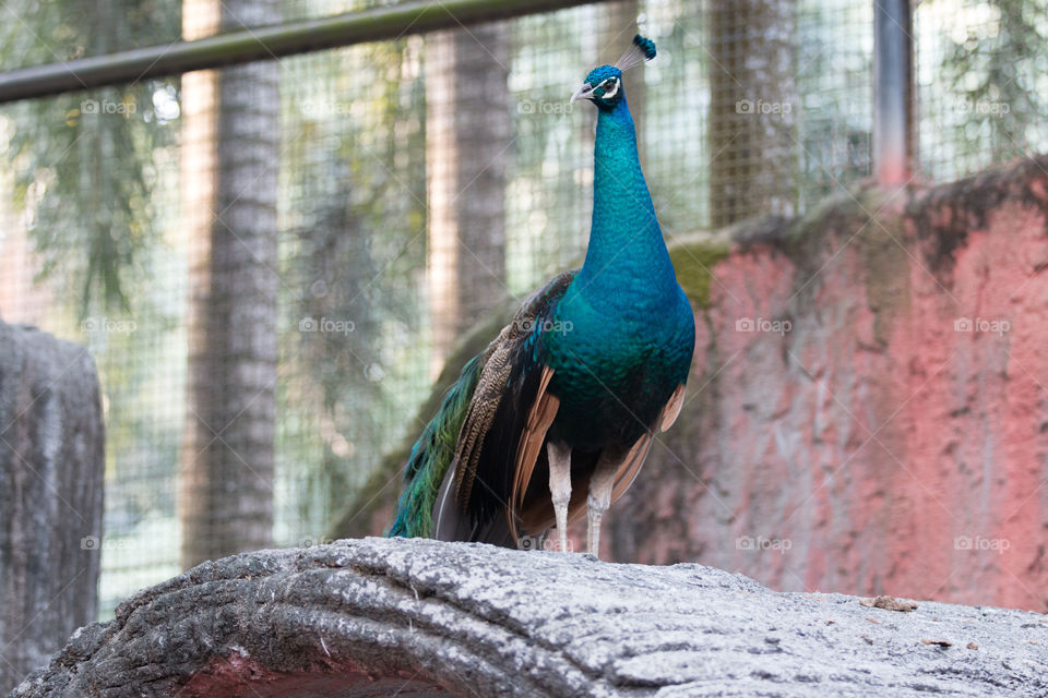 Peacock 