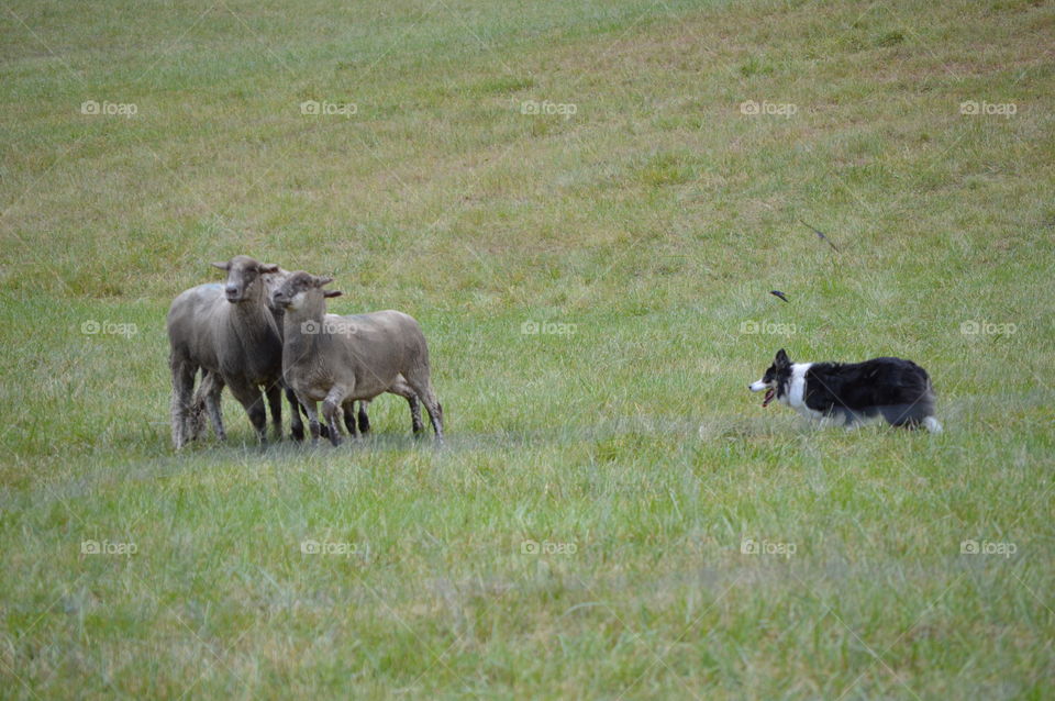 Sheep Dog Trials on Vashon Island