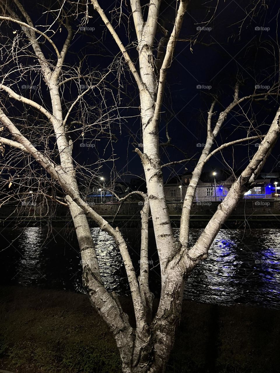 Tree-night