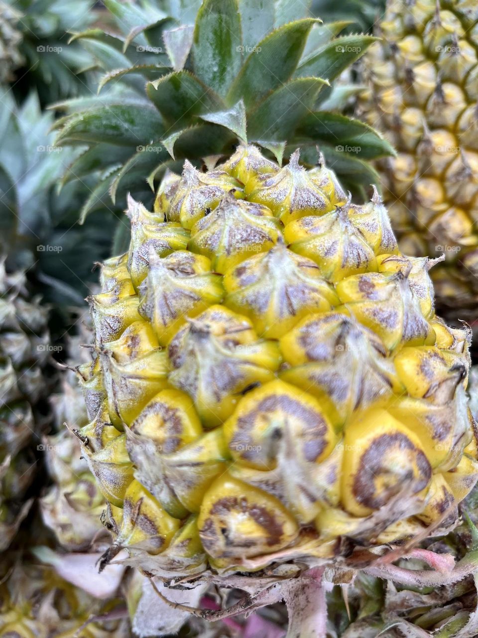 Pineapple 