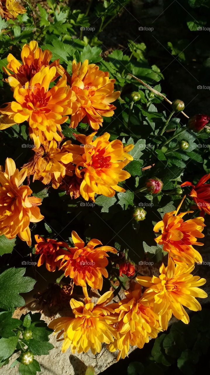 NATURE NATURAL NATUR GARDEN FLOWERS Chrysanthemum indicum