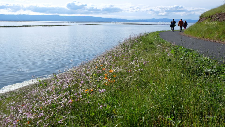 Wildflowers along an urban hiking trail