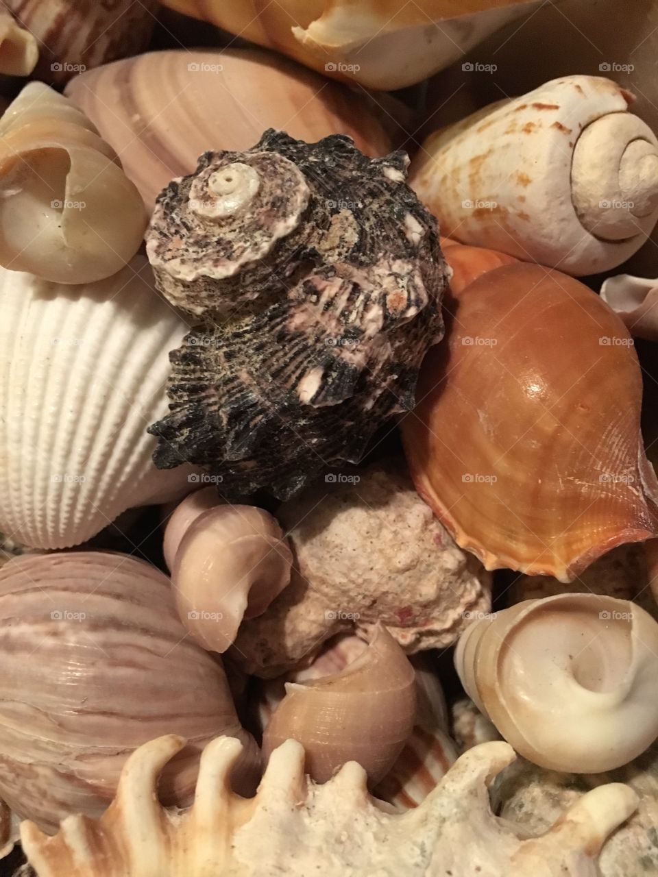 Seashells