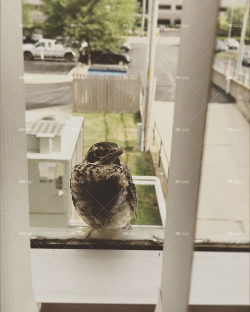 Tiny sparrow bird outside looking in on windowsill 