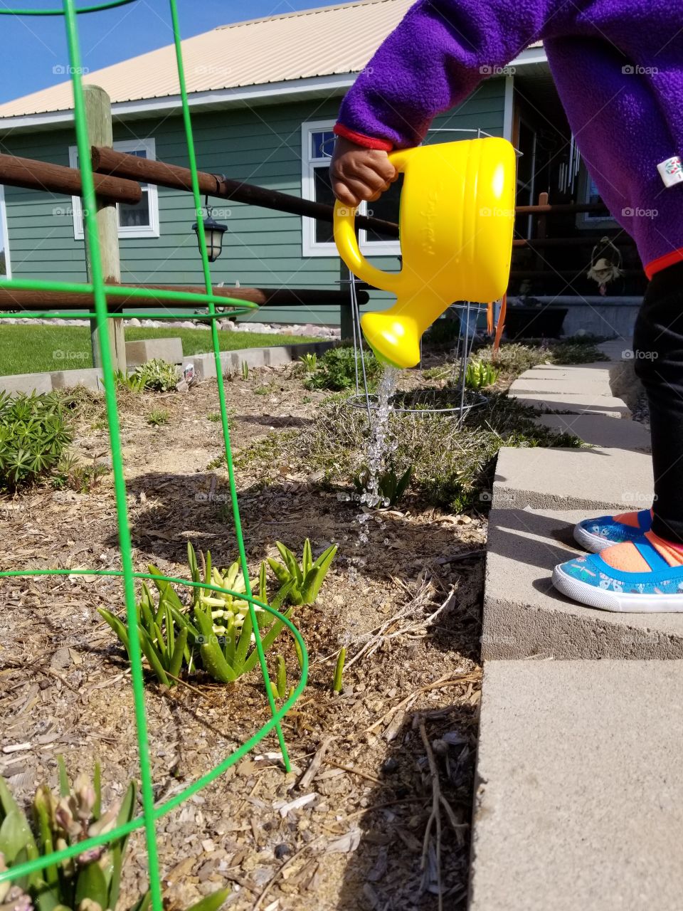 toddler learning how to use her watering can for the first time. she tells all the plants to grow,  come on grow.  we spend a lot of time outdoors and looking at plants!