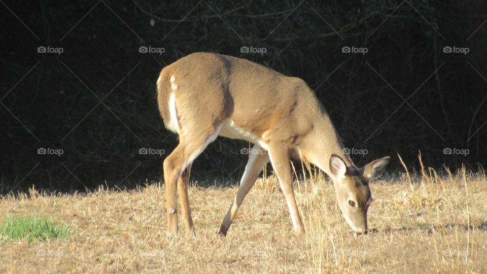 Whitetail deer
