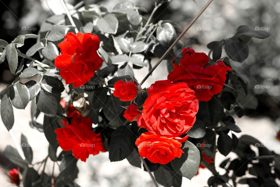 Red roses