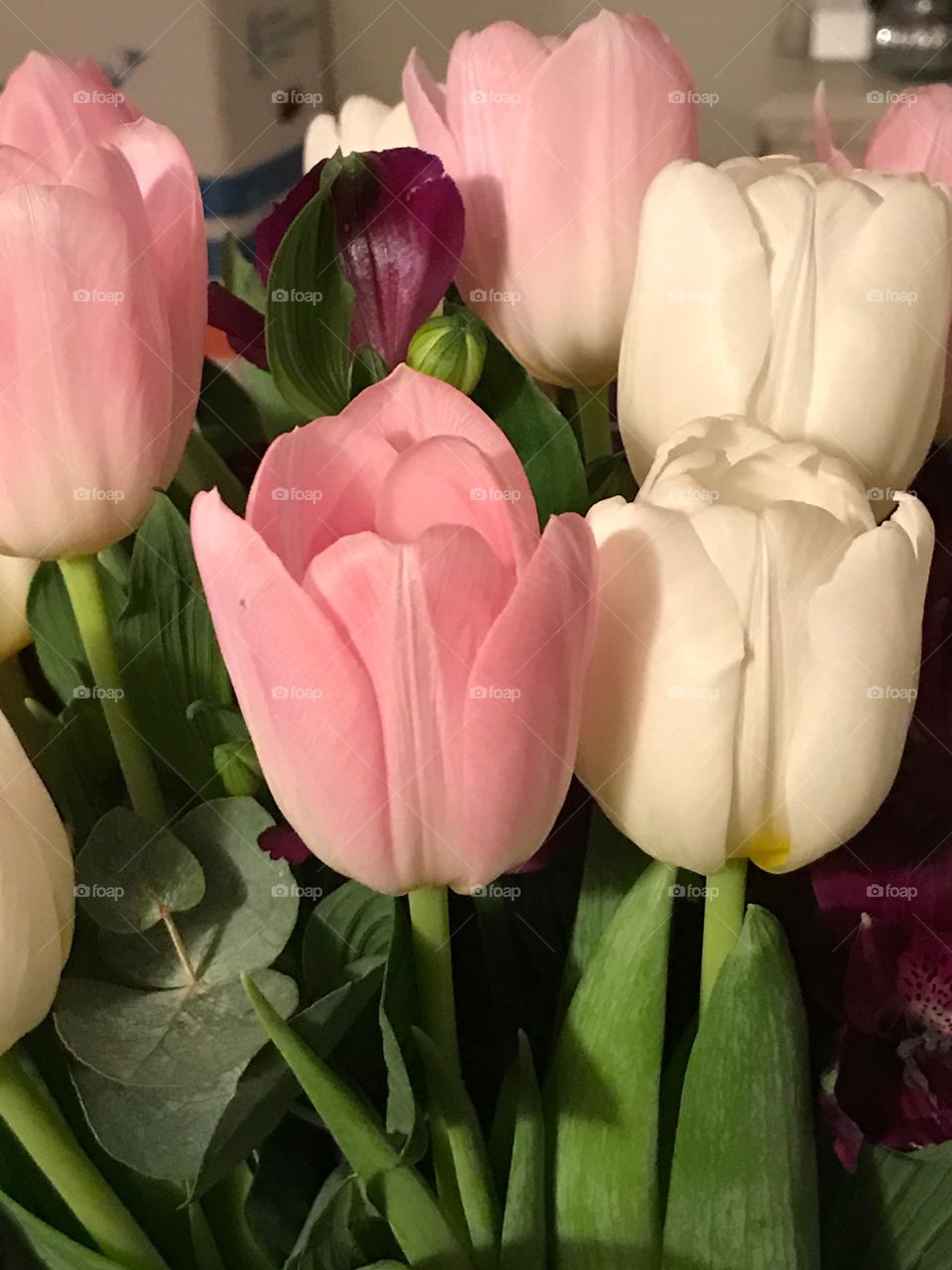 Tulip, No Person, Flower, Nature, Leaf