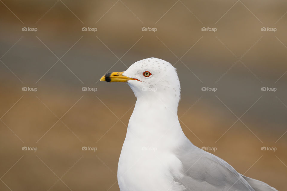 Ring-billed Gull perched on the dock 