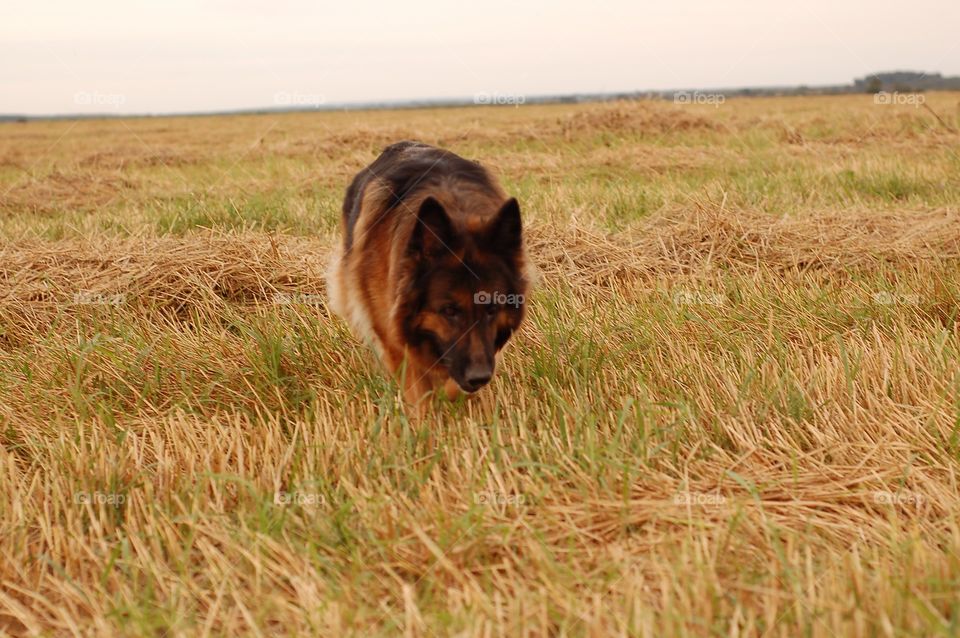 German Shepherd