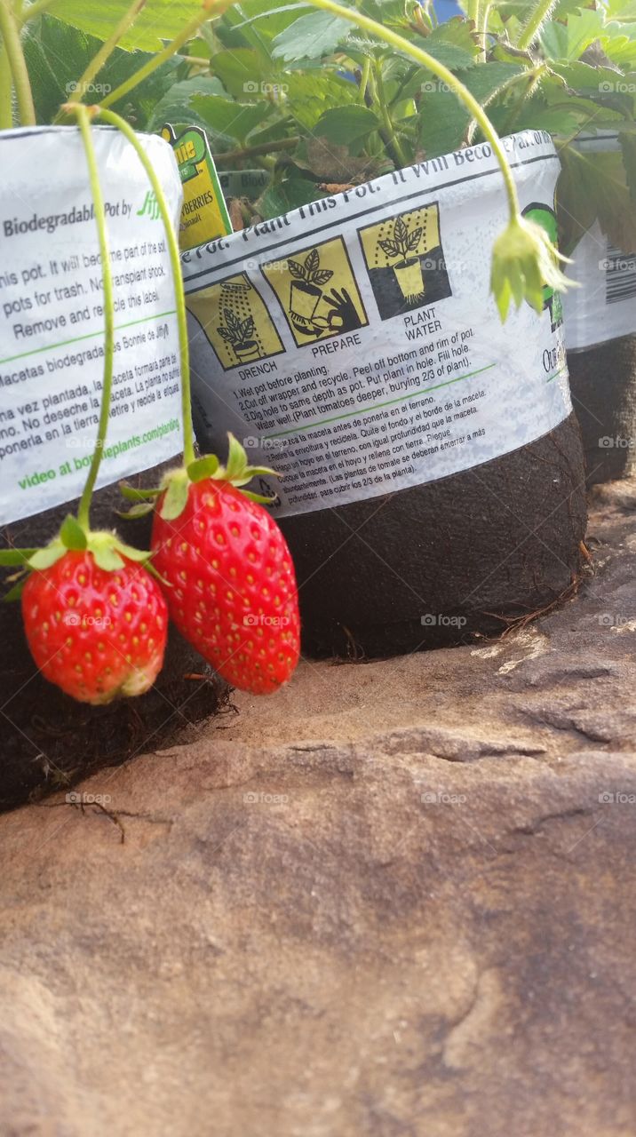 New Strawberries . New strawberries ready to plant