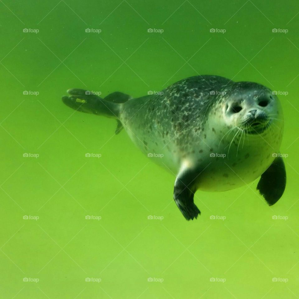 seal