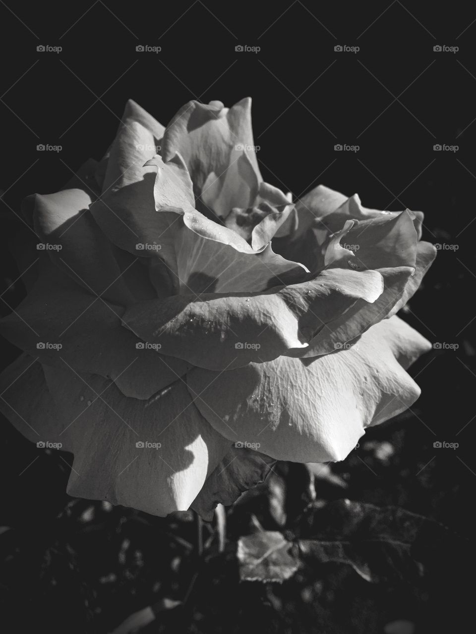 Rose blossom in black & white