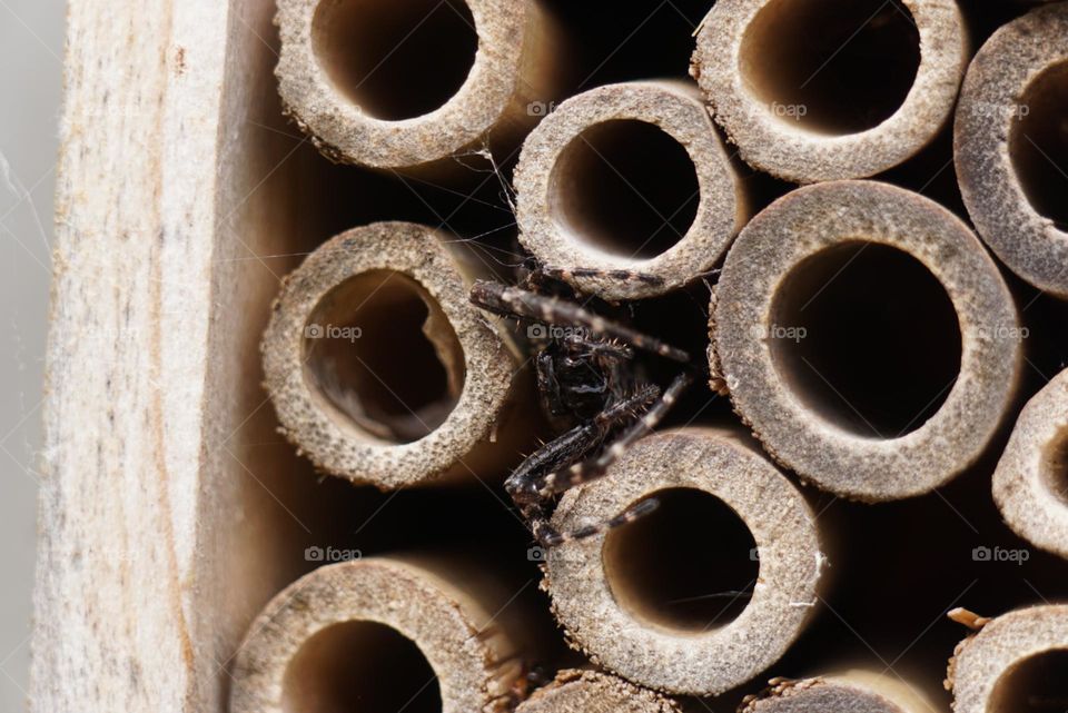 spider in a bee hotel