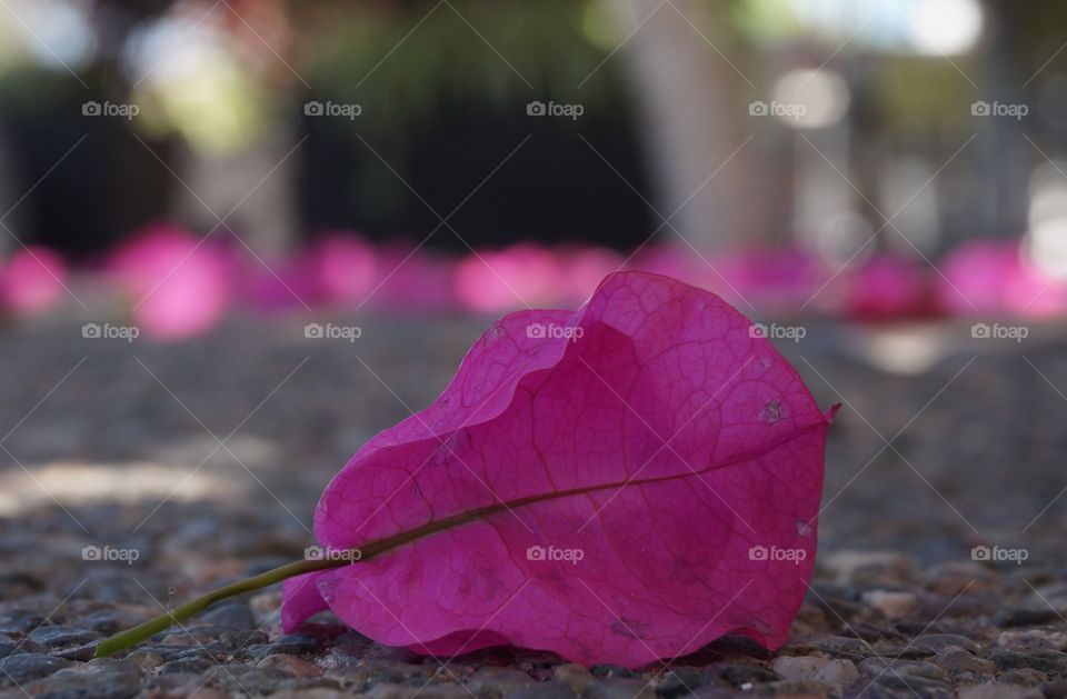 Close up on pink leaf and pebble path.