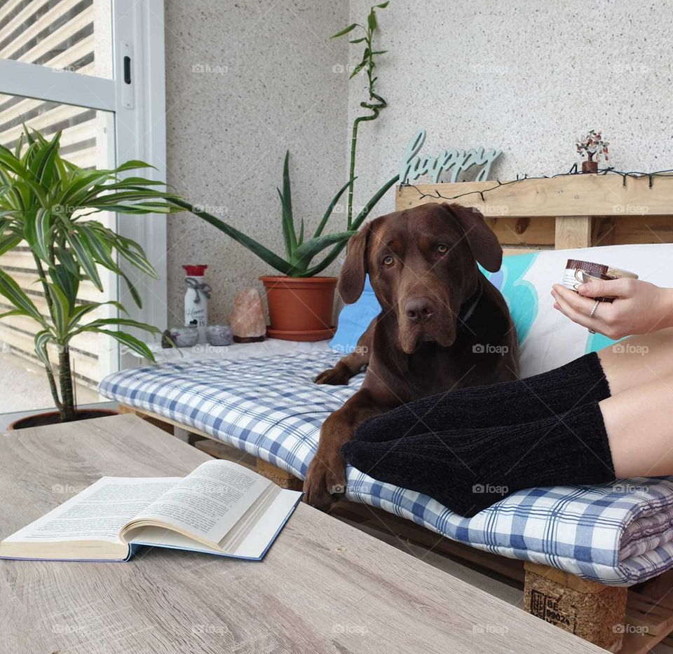 Autumn#home#book#hot#chocolate#pet#dog#relax