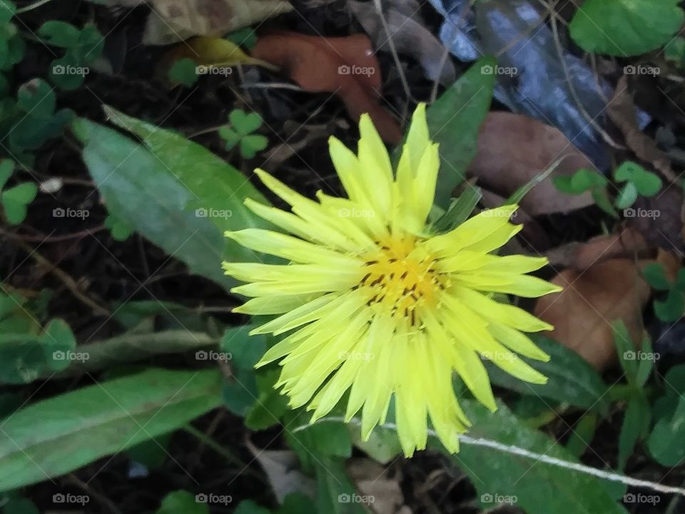 dandelion in bloom