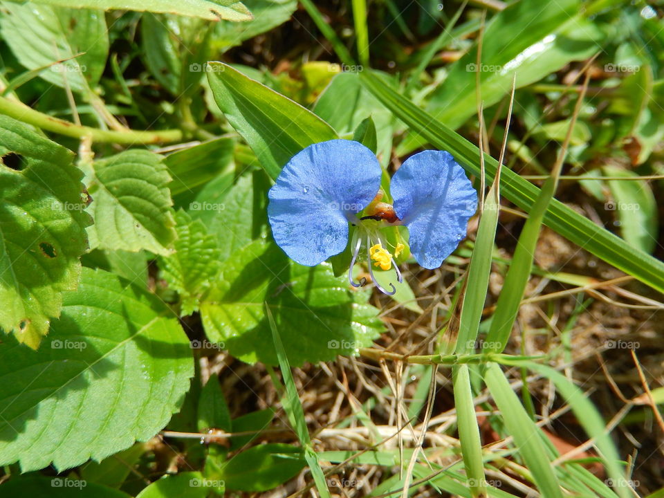 flor azul