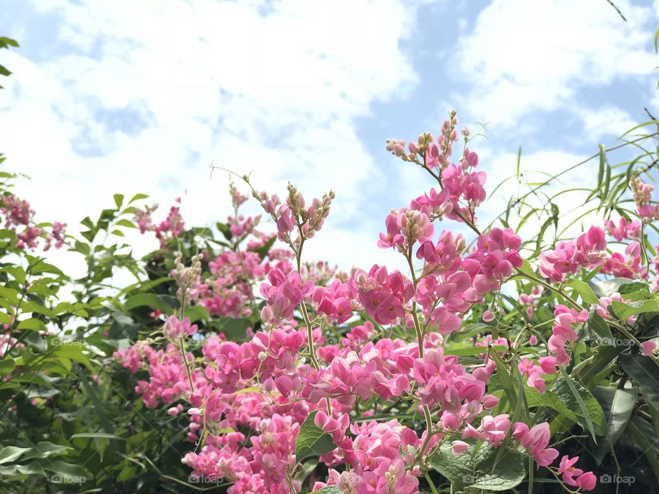 Pink flower bloom in summer with blue sky